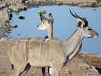 Etosha Nationalpark
