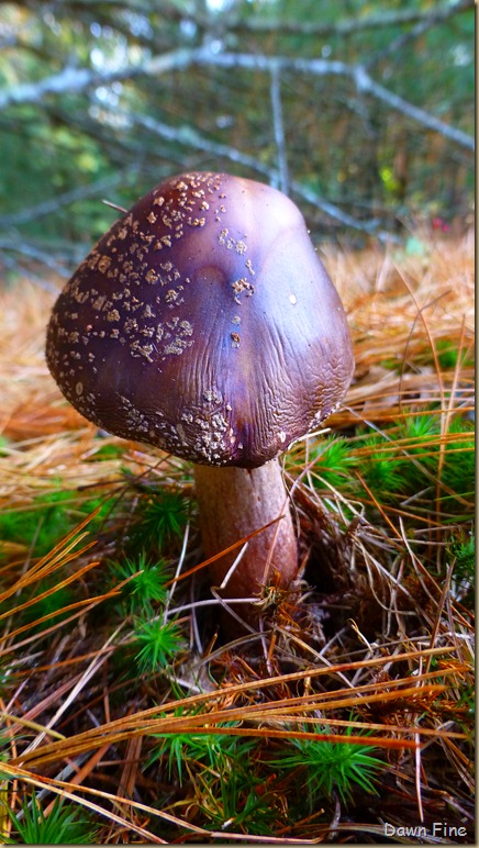 mushrooms_096