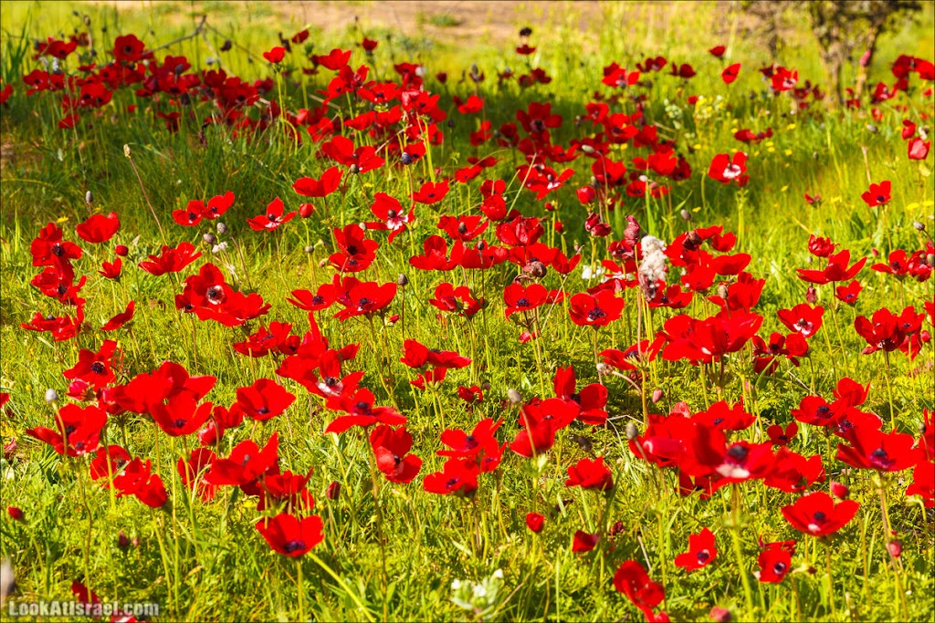 () - LookAtIsrael.com - | Red South festival of anemones in Negev | דרום אדום - קלניות בבארי () - LookAtIsrael.com - | Red South festival of anemones in Negev | דרום אדום - קלניות בבארי