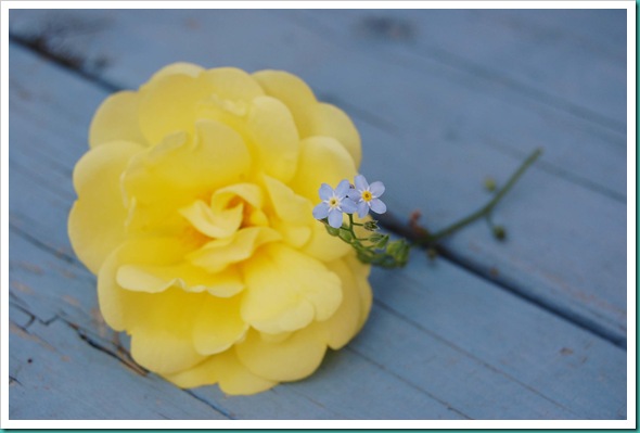 yellow texas