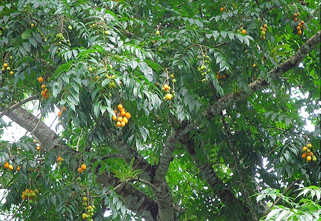 [tapereb%25C3%25A1%2520e%2520Mariposa%2520Abril%25202010%2520001%255B1%255D.jpg]