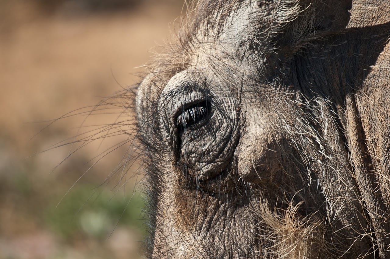 Warthog kneeling