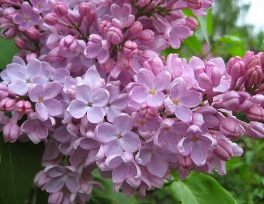 lilac11