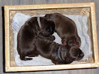 Knus in het verhuis mandje