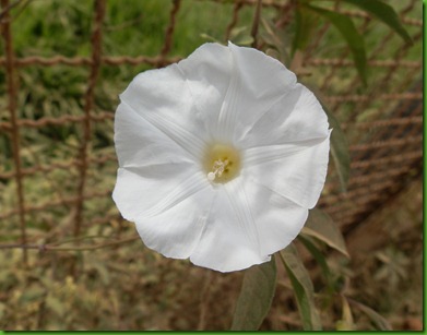 Mini Rosa de Madeira (8)