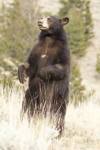 Photo Courtesy of the Missouri Dept. of Conservation