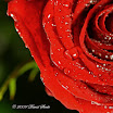 2009 2 February 15th Canon 169.jpg