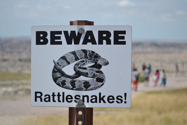 [Rattlesnakes3.jpg]