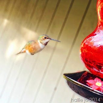 HummingbirdIPhone