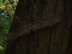 california_sequoia