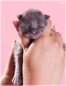 Фото котенка мейн-кун Frant возраст 1 неделя | Питомник Grey Claw`s