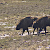 zimbriNeagraBucsani7 800x600.jpg