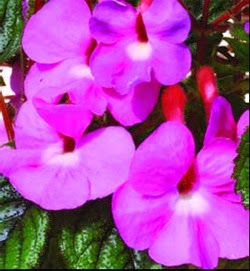 [Achimenes%2520Patens%2520Major.jpg]