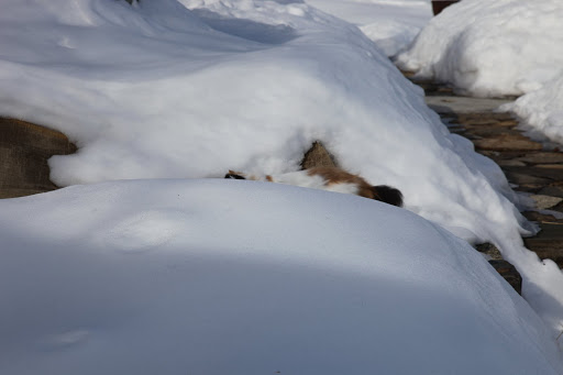 And now, a visual confirmation!  Those calico colors don't exactly blend in with a snow bank.