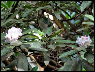 03d2 - Rock Bridge Nature Trail - down through the Rhododendron