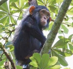 [kalinzu%2520forest%2520chimpanzee%255B3%255D.jpg]