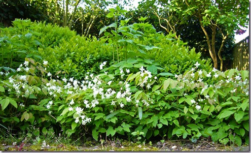 tuin tuin