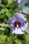 It is, in fact, Hibiscus syriacus 'Bluebird' and hummingbirds are very attracted to its flowers.