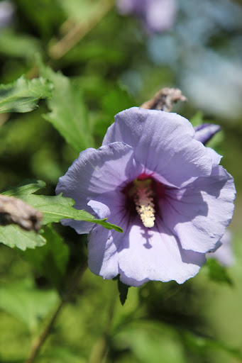It is, in fact, Hibiscus syriacus 'Bluebird' and hummingbirds are very attracted to its flowers.