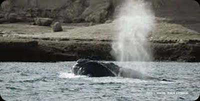 whales in patagonia2 whales in patagonia2