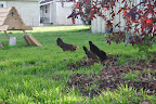  Chicken Gallery