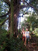 a giant cork tree.