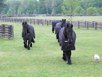 I didn't get far before I saw that the horses were turned out for the evening - I thought I would say hello.  They have such grace and stature.  I often wonder what it would like to be one of the 'boys.'
