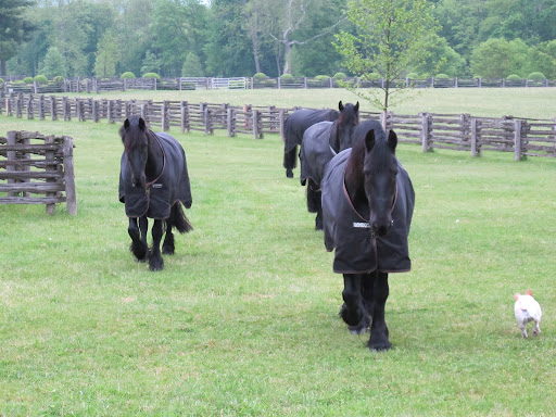 I didn't get far before I saw that the horses were turned out for the evening - I thought I would say hello.  They have such grace and stature.  I often wonder what it would like to be one of the 'boys.'