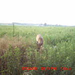 nichols deer 092.JPG