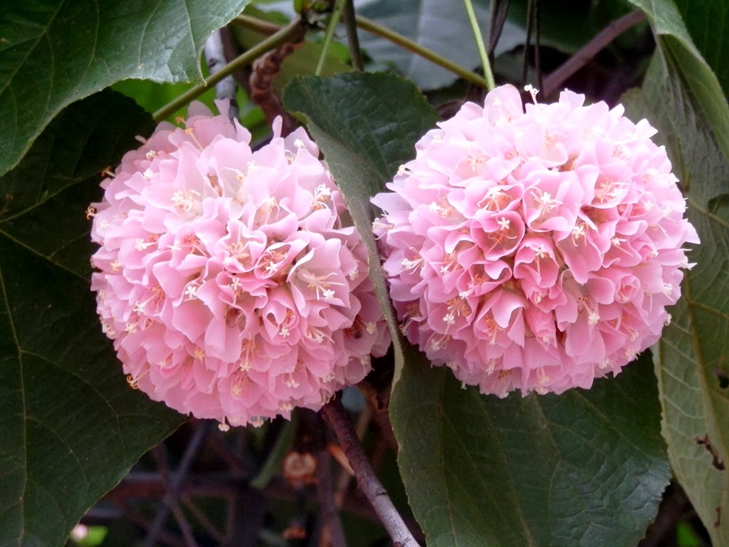 [Dombeya%2520%25283%2529%255B2%255D.jpg]