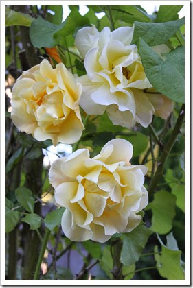 IMG_5056 IMG_5056