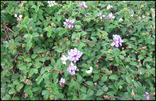VidyaSury-7