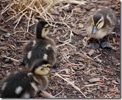 aviary47