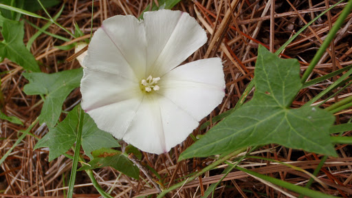 Calystegiahna20120425_07b