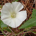 Calystegiahna20120425_07b