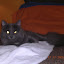 cats_renesme_2009-12-27_01.JPG
