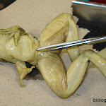 dissect20_procedure.jpg