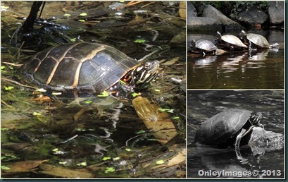 turtle collage1