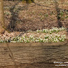 Rezerwat "Śnieżycowy Jar" dsc07026.jpg
