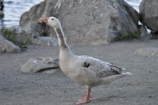 DSC_0129.JPG