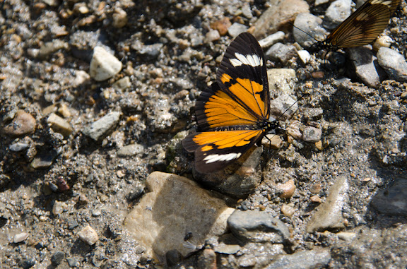 Des Yungas au Beni - Actinote anteas crassinia (HOPFFER, 1874). Près de Coroico à 1004 m d'alt. (Yungas, Bolivie), 14 octobre 2012. Photo : C. Basset