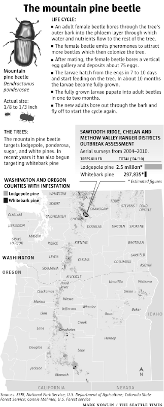 The mountain pine beetle life cycle and range expansion in Pacific Northwest. In the Northwest, rising temperatures at higher elevations have brought hundreds of thousands of whitebark pines in contact with a deadly predator - the mountain pine beetle - that is helping drive this tree toward extinction. Mark Nowlin / Seattle Times
