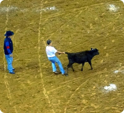 calf scramble