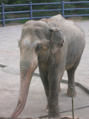 Enormous Elephant