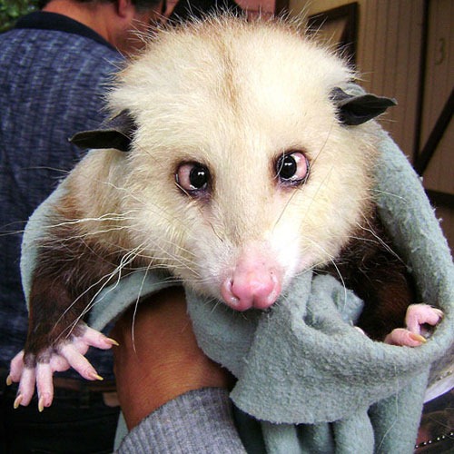 [opossum-cross-eyed-Heidi4.jpg]