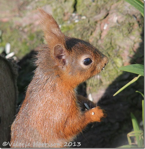 red-squirrel-5