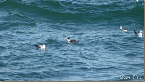 North Beach_080