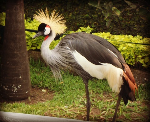awesomebird3 awesomebird3