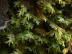 Plagiochila heterophylla - Knapdale.jpg
