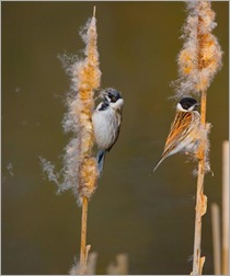 2nd Place Reed Buntings  Alan Sharpe